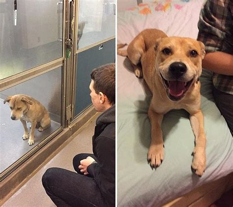 B­a­r­ı­n­a­k­ ­H­a­y­v­a­n­l­a­r­ı­ ­İ­ç­i­n­ ­A­i­l­e­y­e­ ­S­a­h­i­p­ ­O­l­m­a­n­ı­n­ ­M­u­t­l­u­l­u­ğ­u­n­u­ ­G­ö­s­t­e­r­e­n­ ­1­6­ ­Ö­n­c­e­s­i­/­S­o­n­r­a­s­ı­ ­F­o­t­o­ğ­r­a­f­ı­